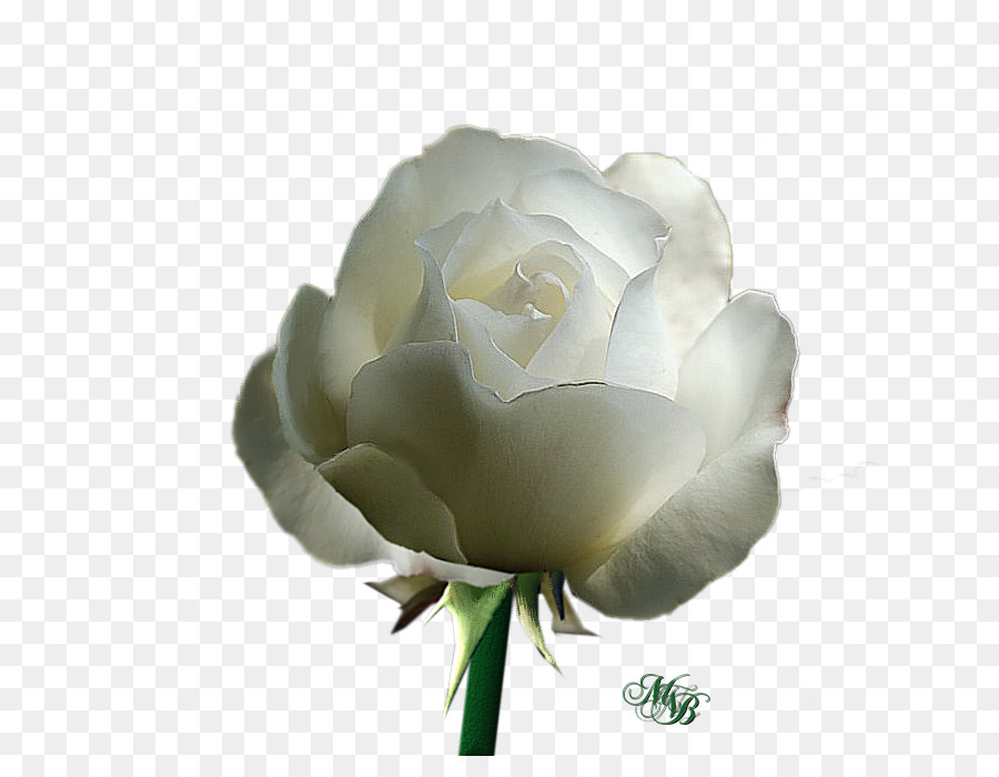 Rosa Branca，Florescer PNG