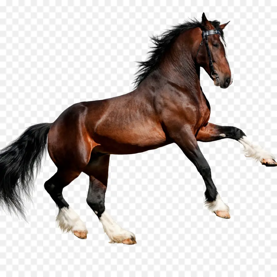 Cavalo árabe，Muitas Cavalo PNG