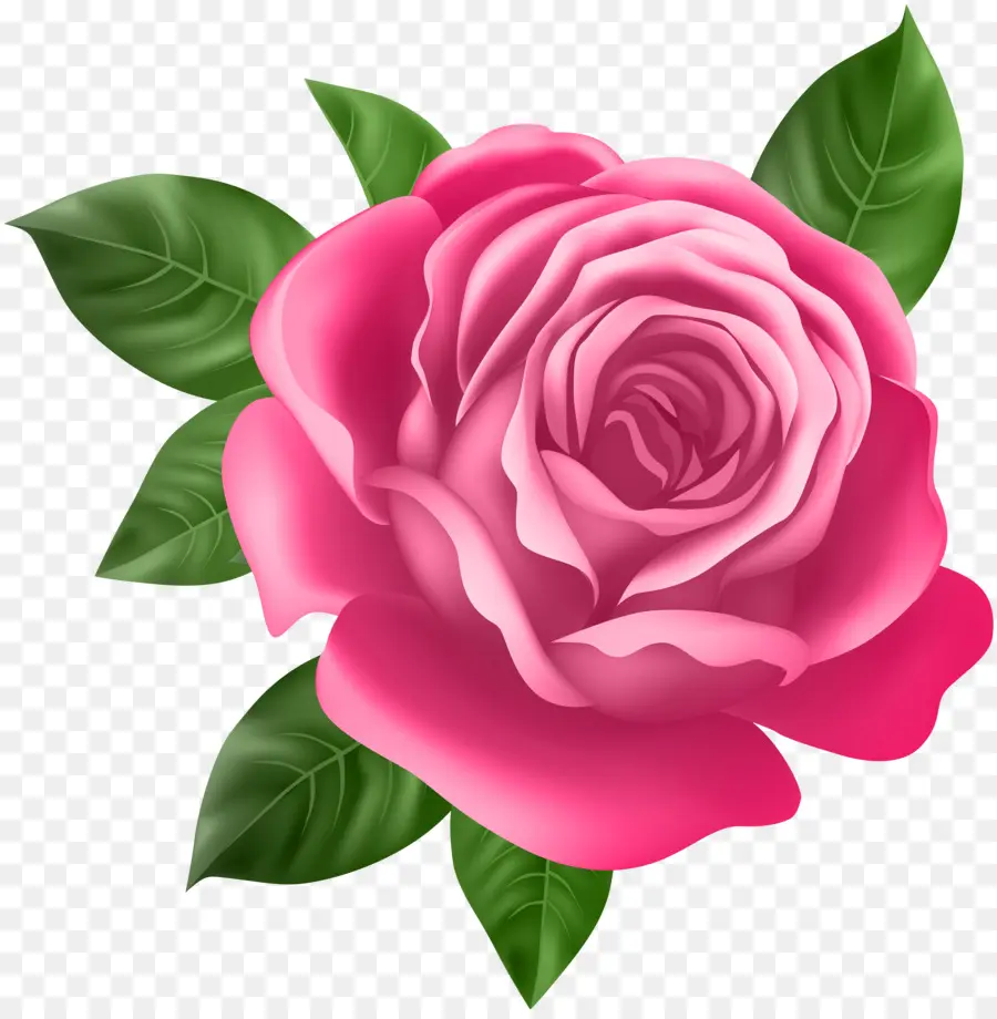 Rosa，Flor PNG