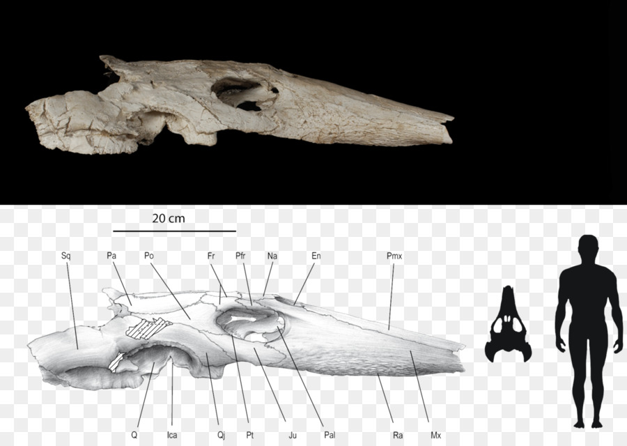 Turtle，Maastrichtian PNG