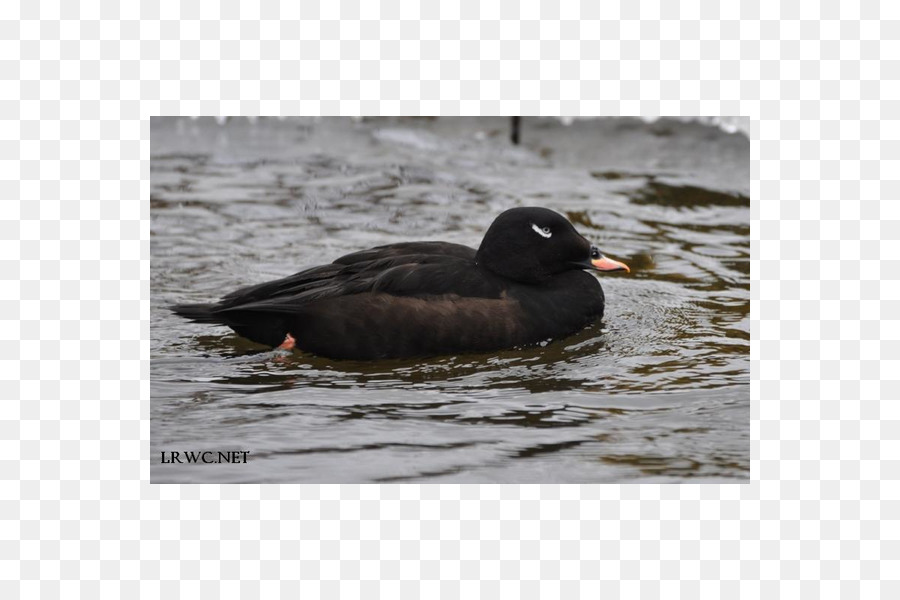 Pato Real，Anseriformes PNG