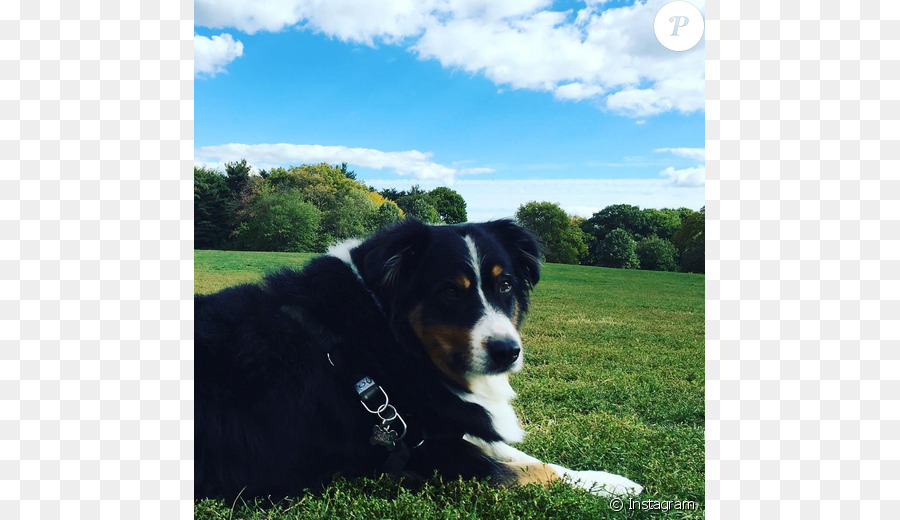 Raça Do Cão，Bernese Mountain Dog PNG