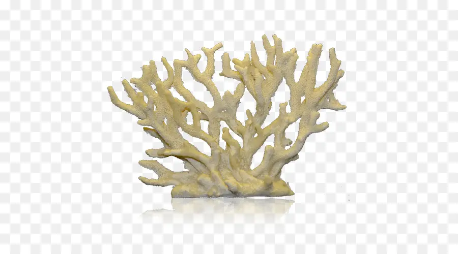 Coral，Staghorn Coral PNG