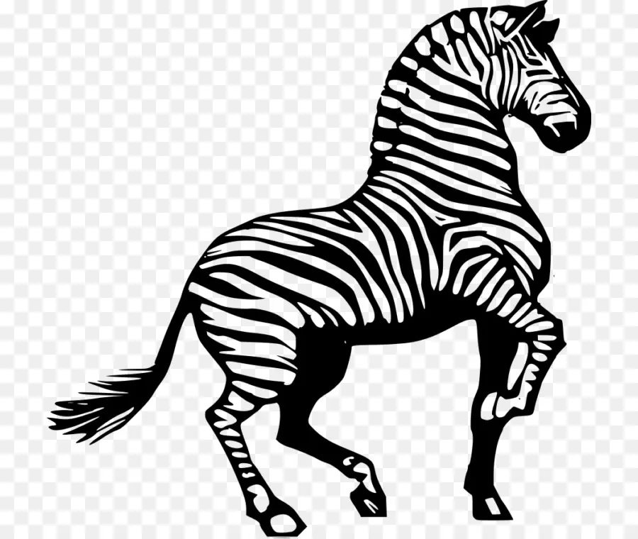 Criando Zebra，Listras PNG