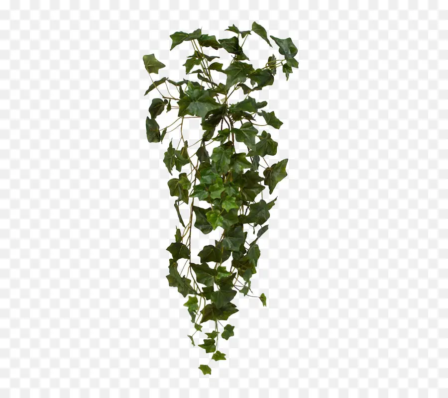 Comum Ivy，Planta PNG
