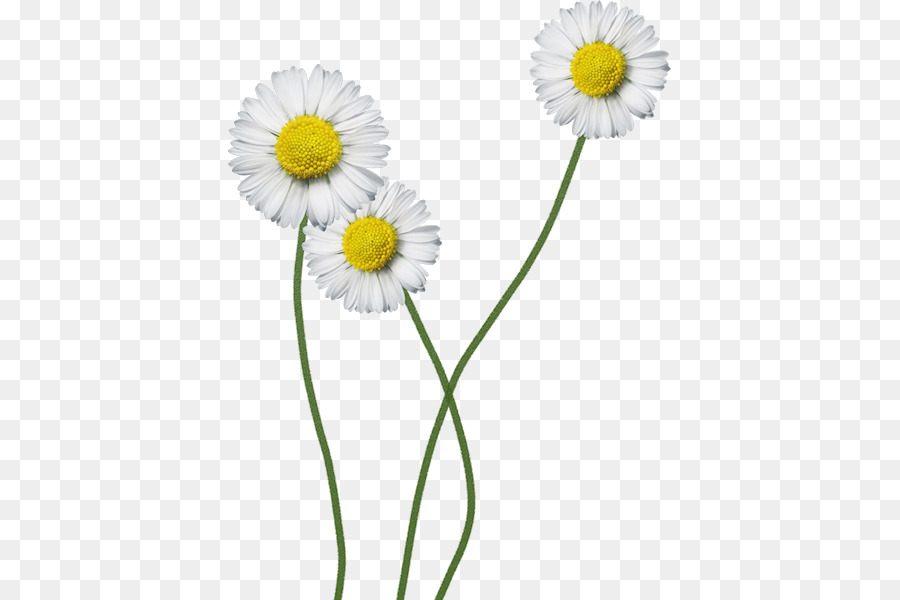 Margaridas，Florescer PNG