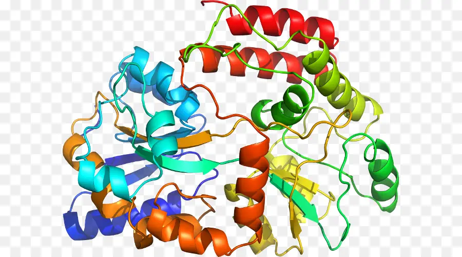 Estrutura Da Proteína，Organismo PNG