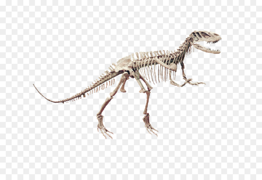 Esqueleto De Dinossauro，Pré Histórico PNG