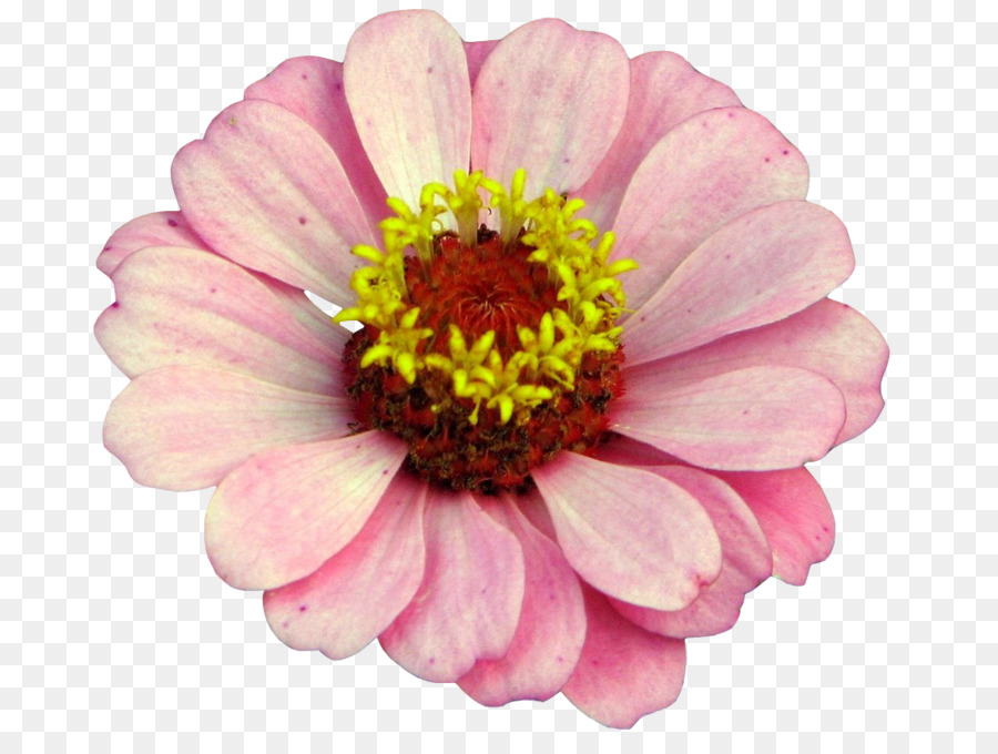 Flor Rosa，Florescer PNG