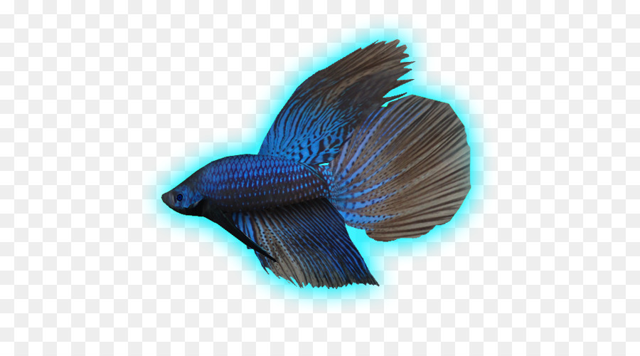 Peixe Azul，Aquático PNG