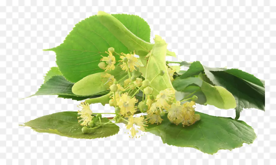 Flores De Tília，Folhas PNG