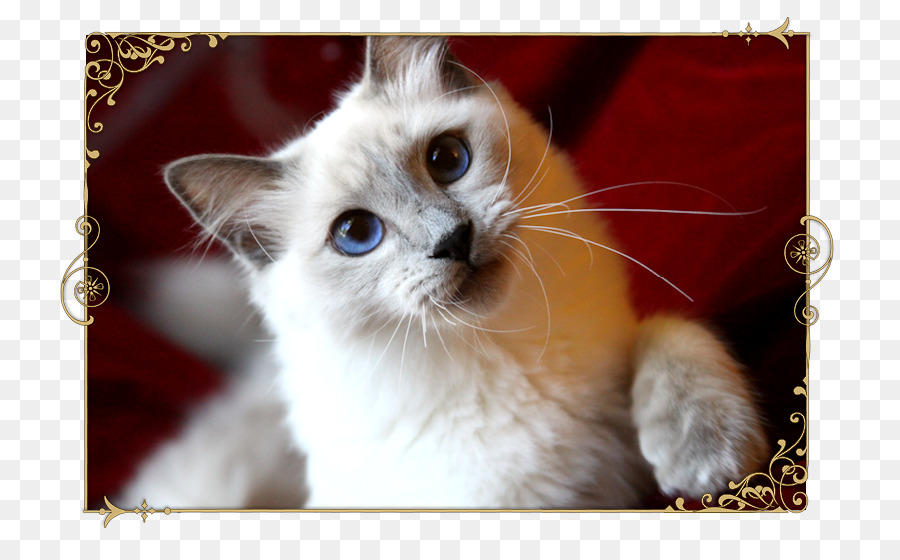 Birman，Ragdoll PNG