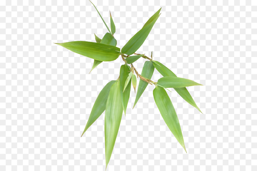 Planta Verde，Folha PNG