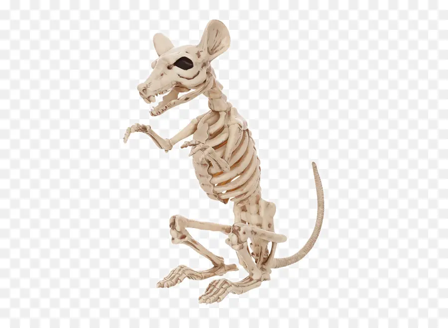 Rat，Esqueleto Humano PNG