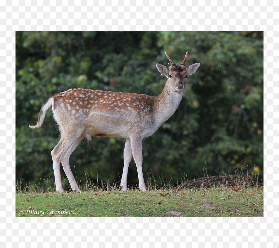 Whitetailed Veado，Elk PNG