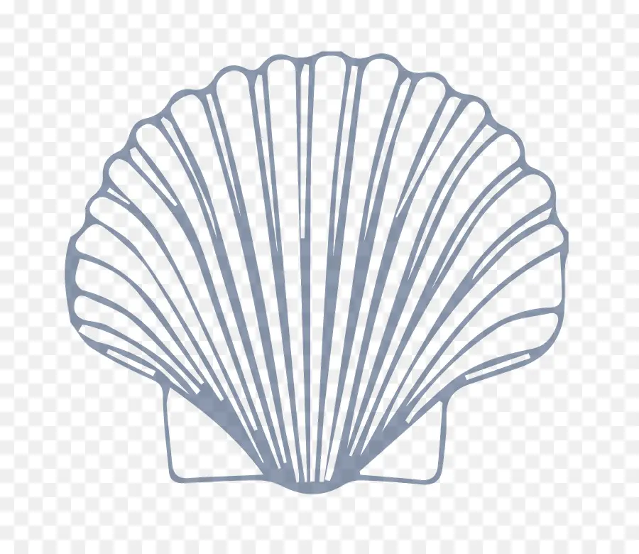 Seashell，Moluscos Shell PNG