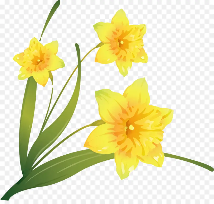 Narciso，Flor PNG