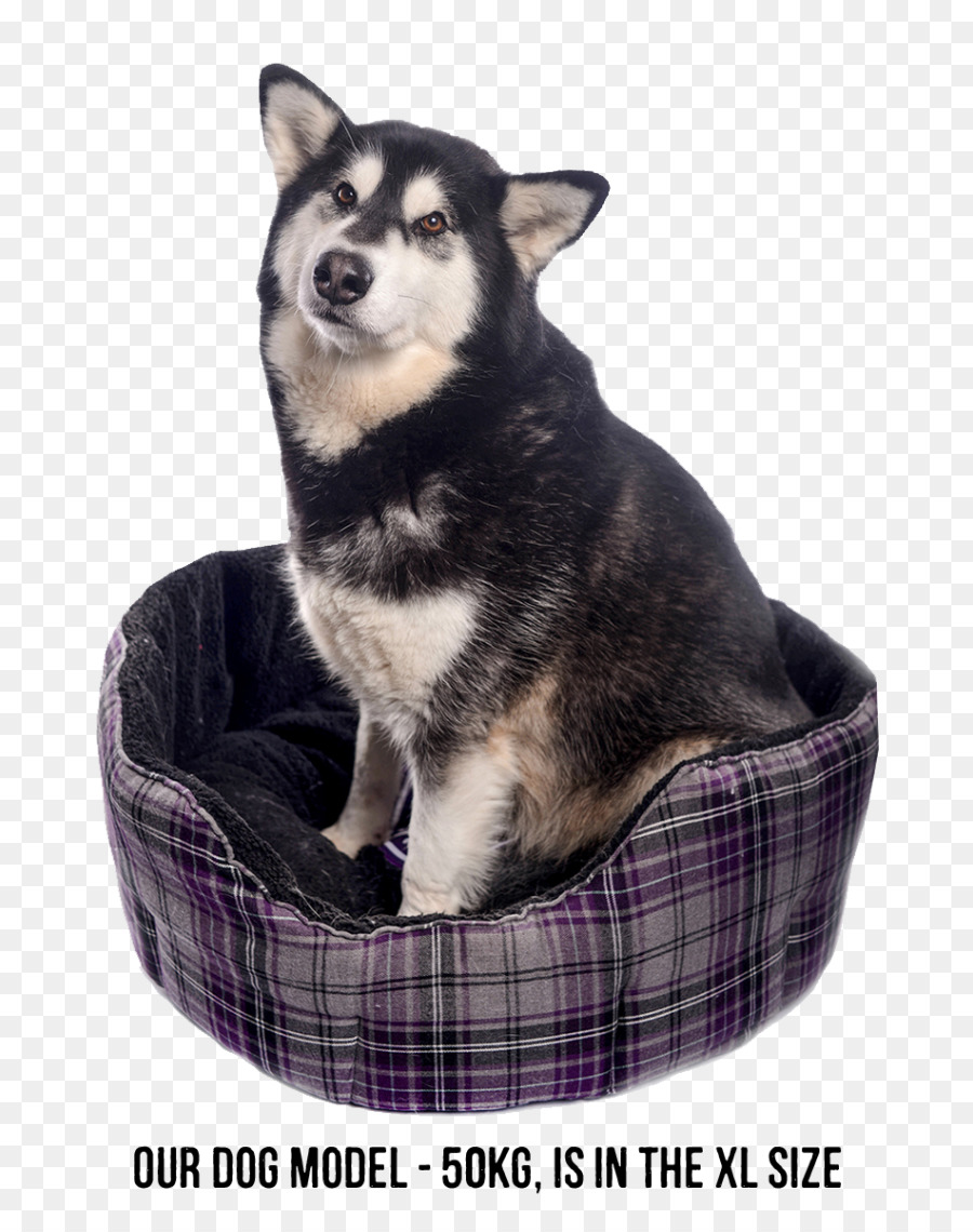 Miniatura De Husky Siberiano，Sakhalin Husky PNG