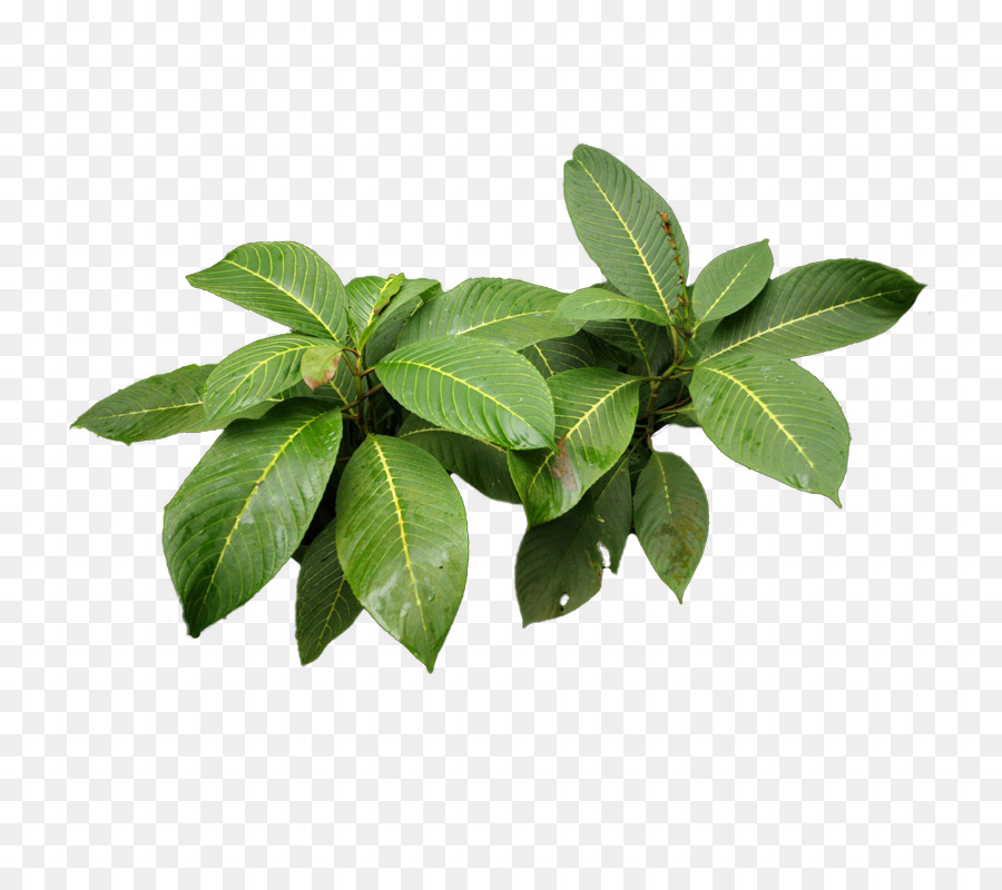 Folha Verde，Natureza PNG