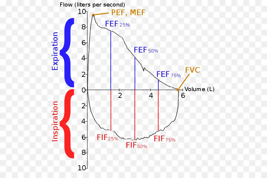 Loop De Volume De Fluxo，Função Pulmonar PNG