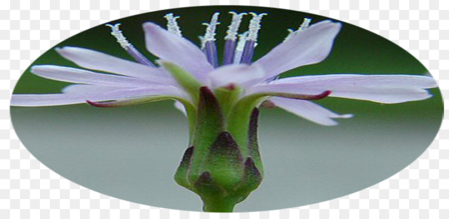 Flores De Corte，A Floração Da Planta PNG