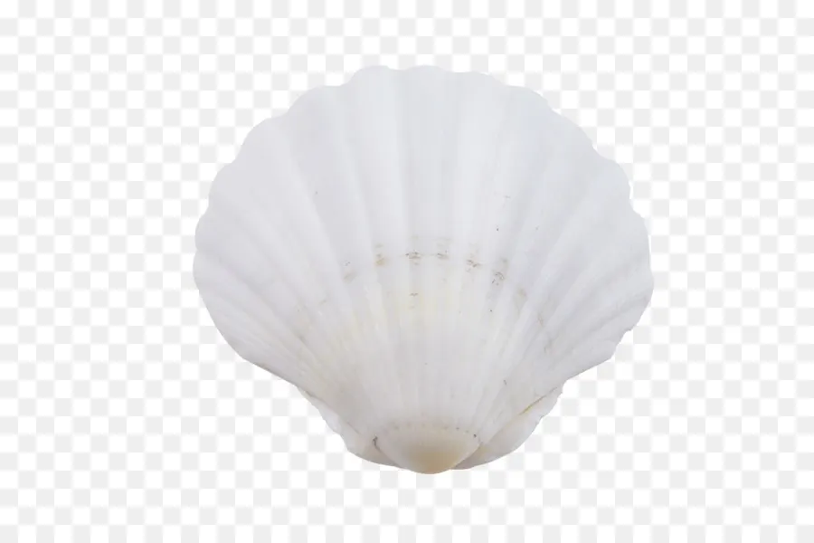 Seashell，Búzio PNG