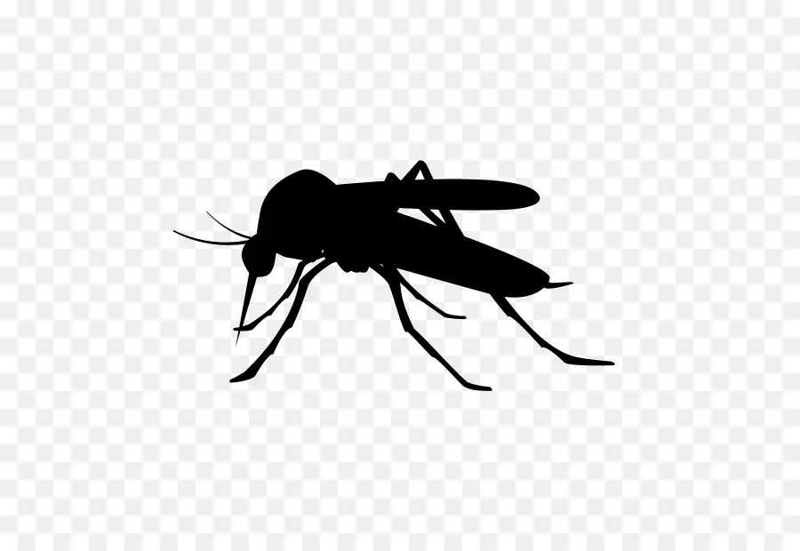 Mosquito，Royaltyfree PNG