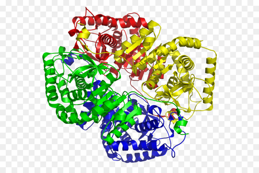 Lactato Desidrogenase，Desidrogenase PNG