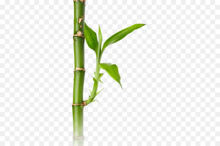 Bambu，Verde PNG