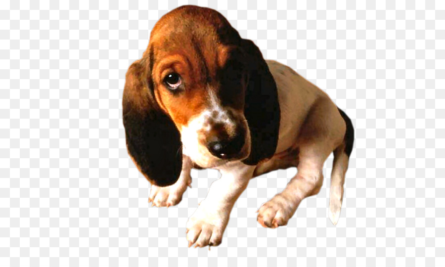 Basset Artesien Normand，Basset Hound PNG