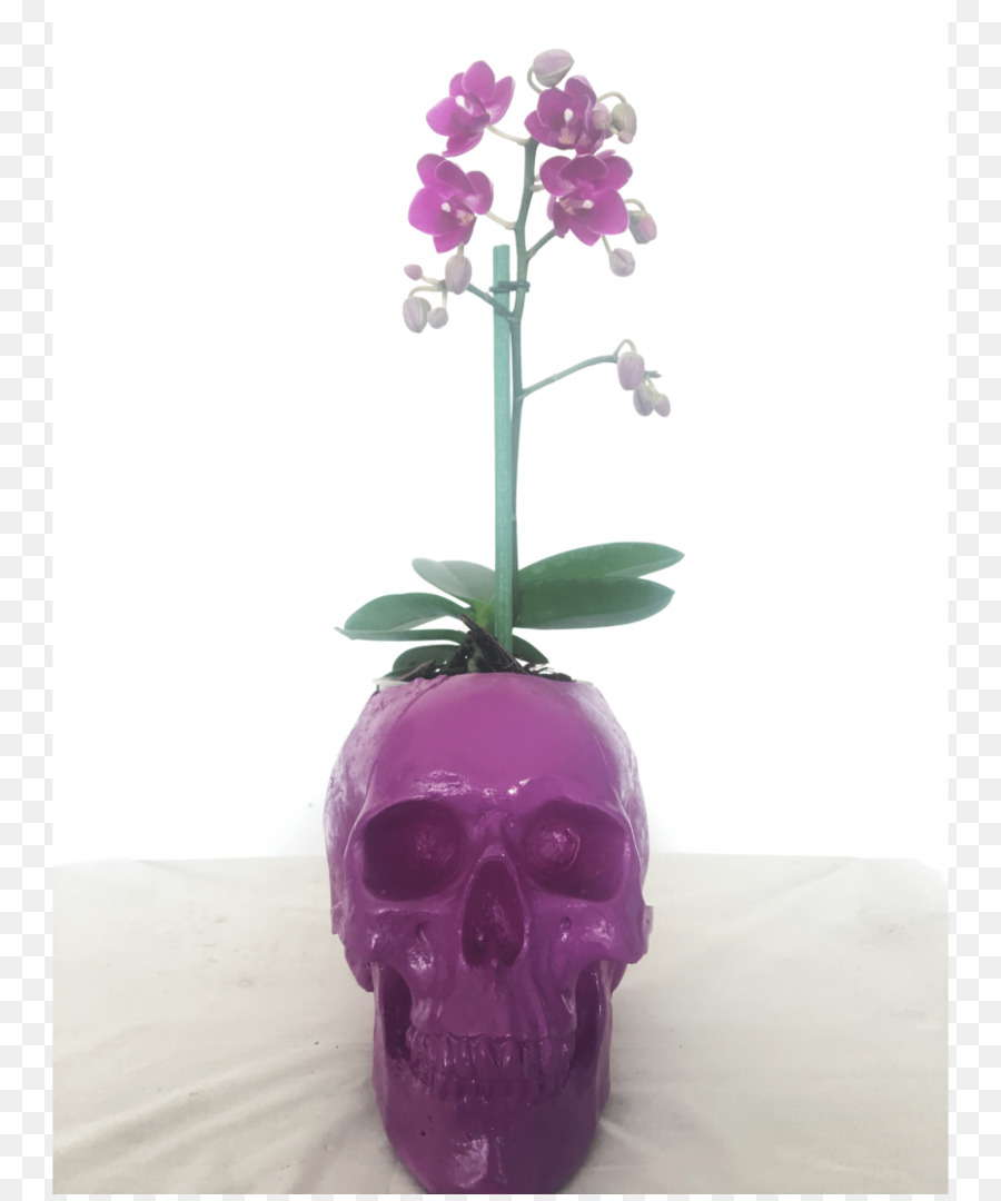 Traça Orquídeas，Vaso PNG