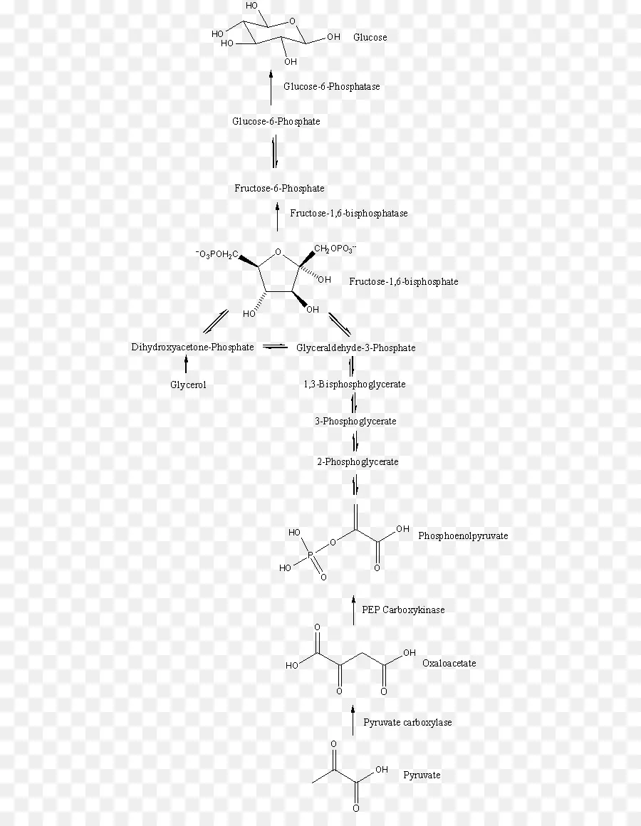 Gliconeogênese，A Via Metabólica PNG