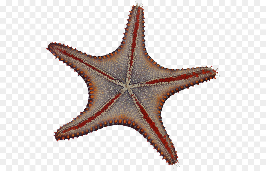 Estrela Do Mar，Echinoderm PNG