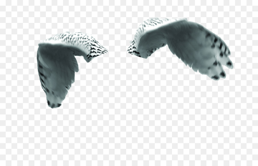 Coruja，Aves PNG