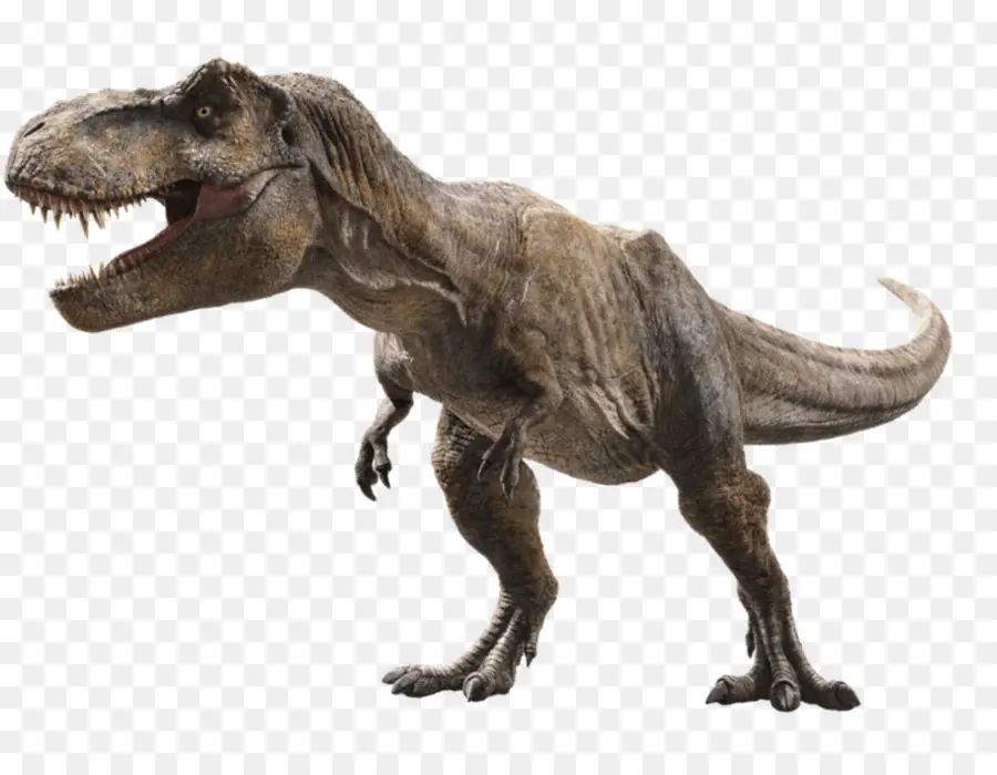 Tiranossauro Rex，Dentes PNG