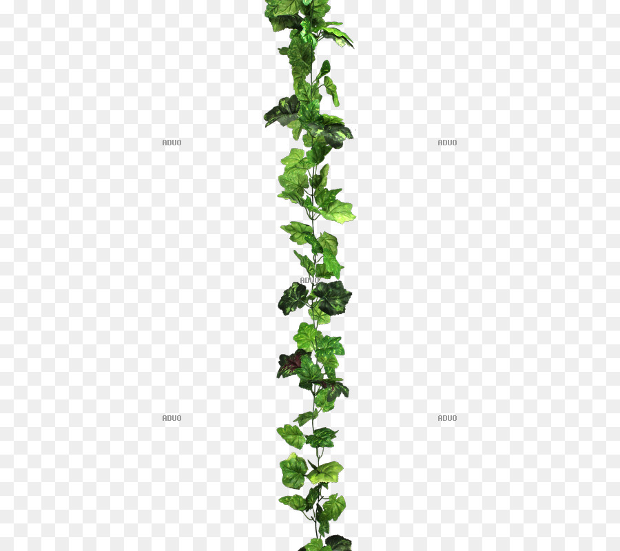 Planta De Haste，Folha PNG