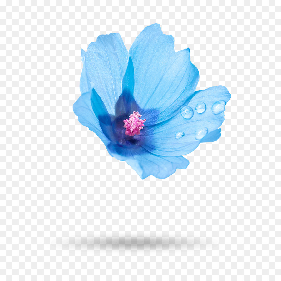 Flor Azul，Flor PNG