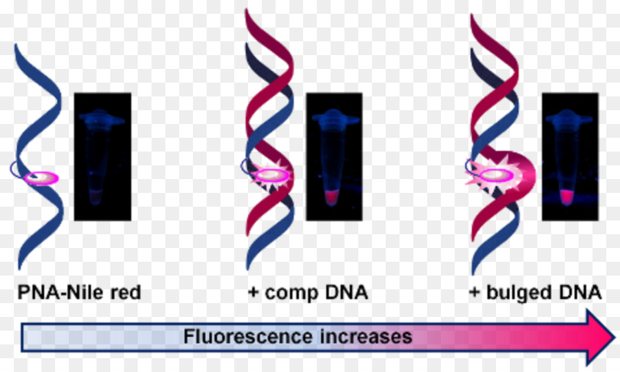 ácido Nucleico，Química PNG