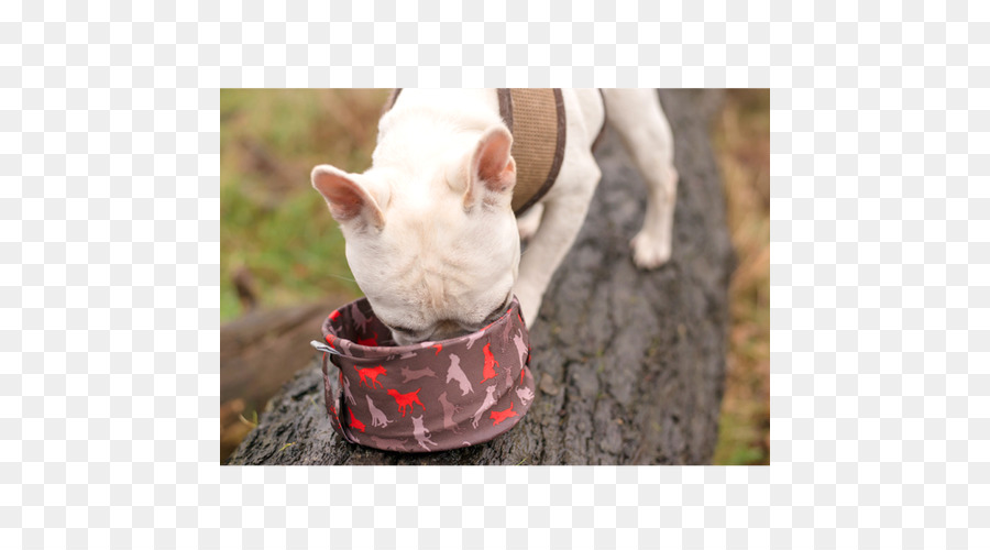 Bull Terrier，Raça Do Cão PNG