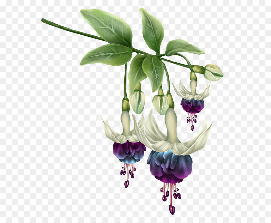 Flores De Corte，Flor PNG