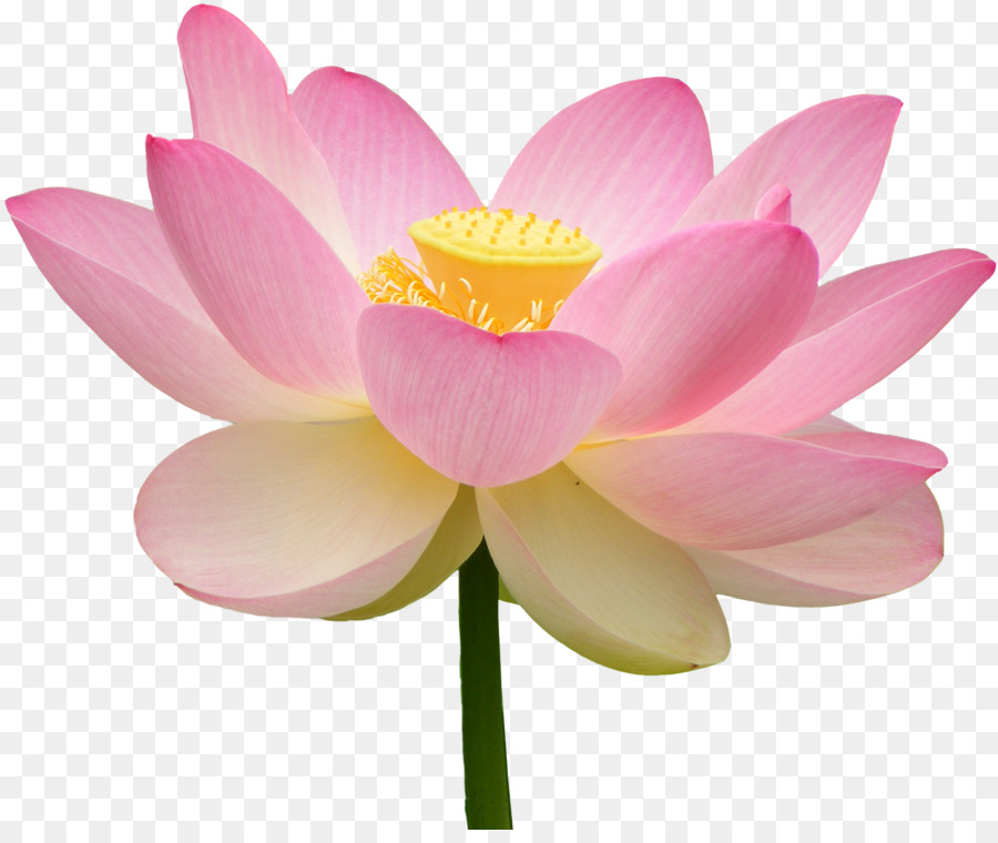 Vela De Lótus Rosa，Flor PNG