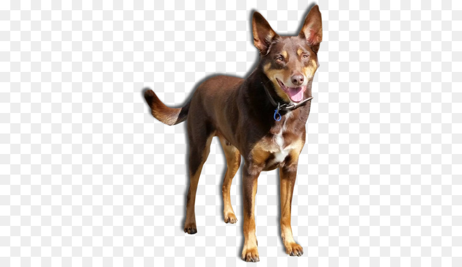 Ormskirk Terrier，Kelpie Australiano PNG