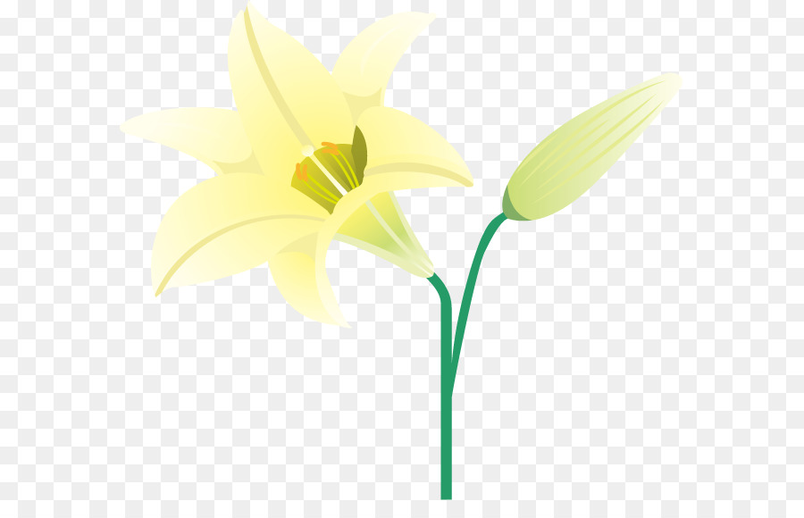 Narcissus，Flores De Corte PNG
