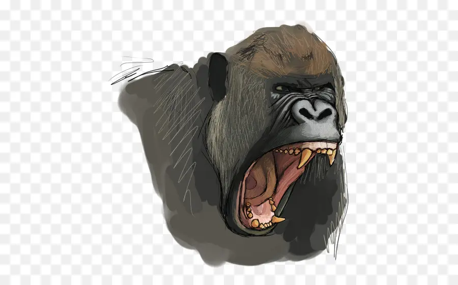 Chimpanzé Comum，Gorila Ocidental PNG