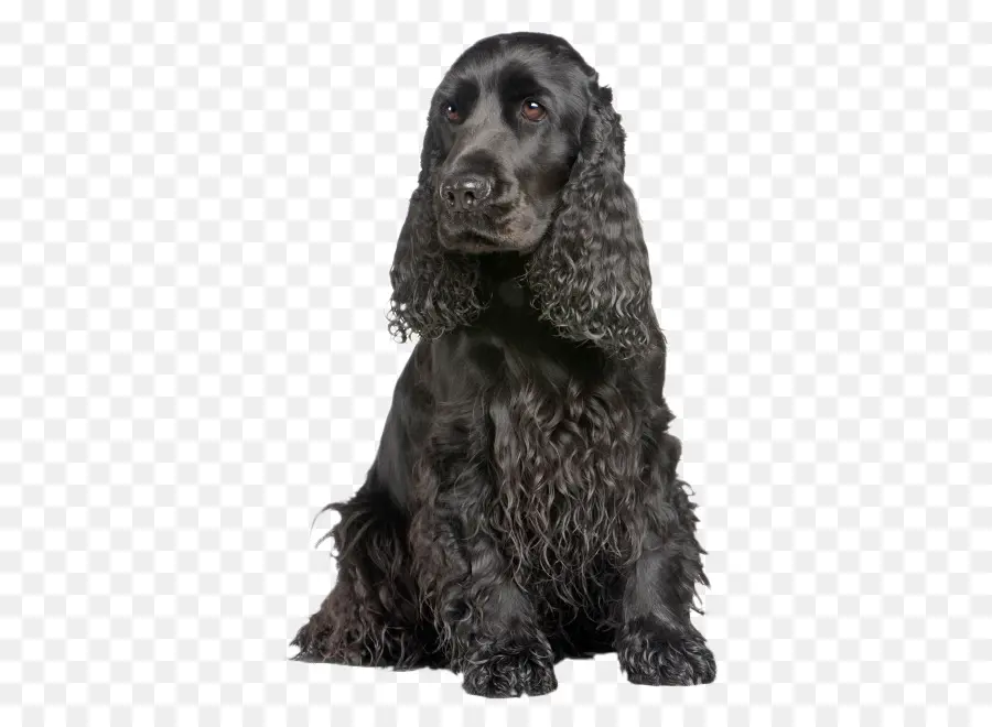 Campo Spaniel，Cocker Spaniel Inglês PNG