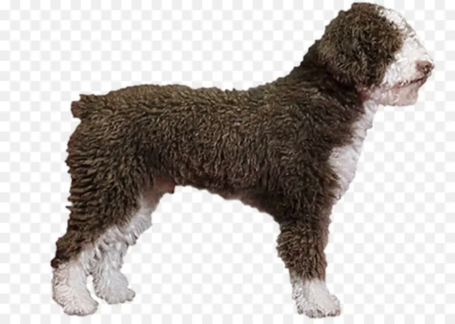 Barbet，Cão De água Espanhol PNG