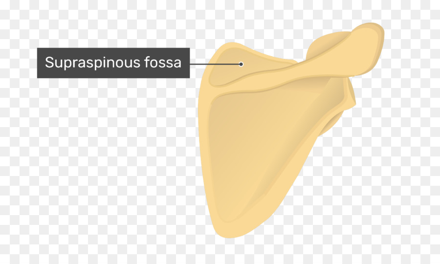 Supraspinatous Fossa，Escápula PNG