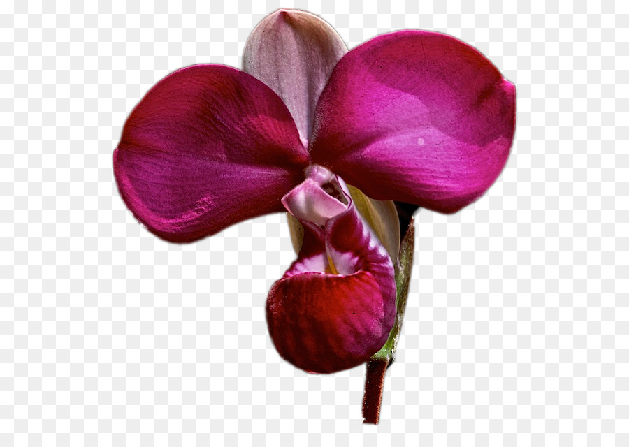 Orquídea Vermelha，Pétalas PNG