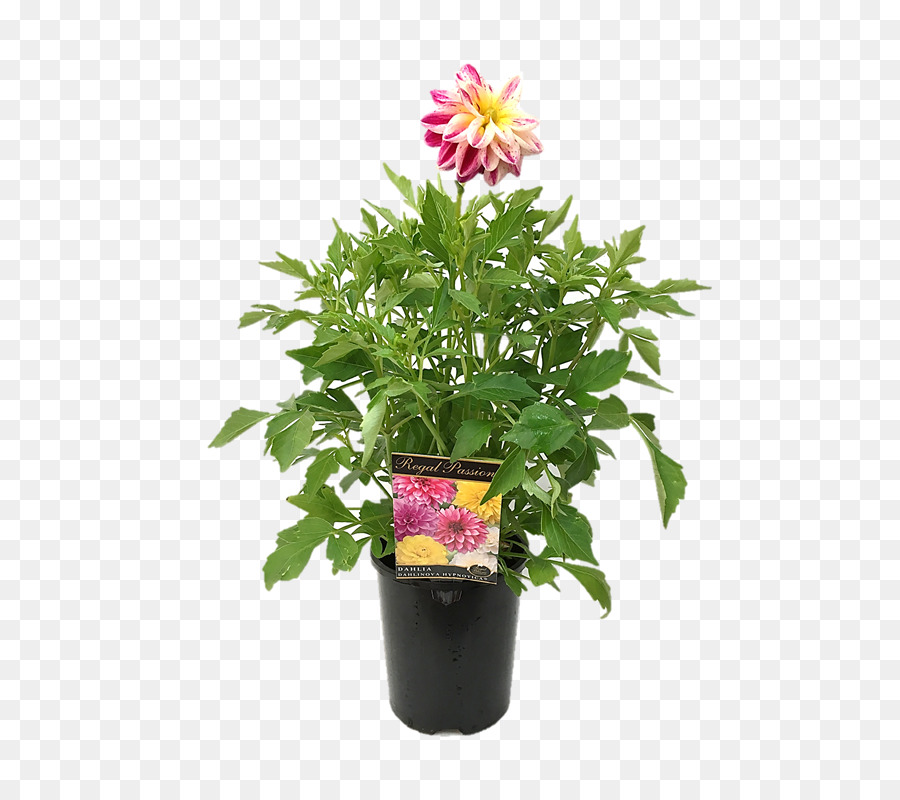 Flores De Corte，Flowerpot PNG