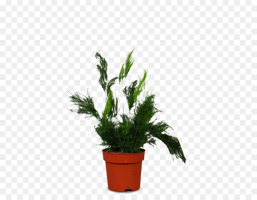 Planta Em Vaso，Verde PNG